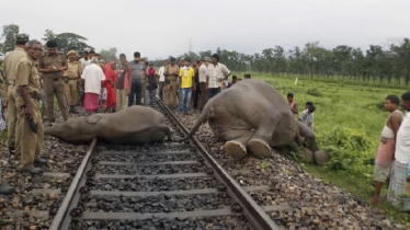 ভারতে ট্রেনের ধাক্কায় ৭ হাতির মৃত্যু