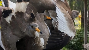 অবাধে চলছে অতিথি পাখি শিকার