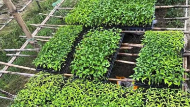 কোকোপিটে চারা উৎপাদন আধুনিক কৃষির সম্প্রসারণে নতুন সম্ভাবনা