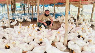 বেলজিয়াম জাতের হাঁস পালন নতুন সম্ভাবনার দুয়ার, লাখপতি দুই যুবক