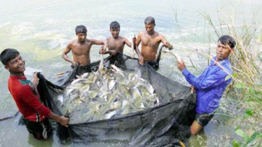 শীতে মাছের খামারের যত্ন নেবেন যেভাবে শীতে মাছের খামারের যত্ন নেবেন যেভাবে