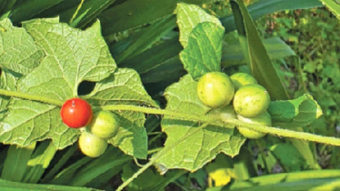 গাজীপুরের ঔষধি লতা আগমুখী, আয়ুর্বেদ চিকিৎসায় ব্যবহৃত