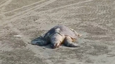 সেন্টমার্টিন দ্বীপের সমুদ্র সৈকতে ৮টি মৃত কচ্ছপ উদ্ধার