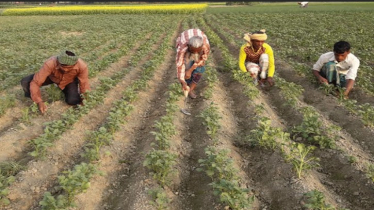 Manikganj Farmers Turn to Early Potato Cultivation