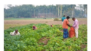 Farmers Find Hope as Early Potato Sales Pick Up in North