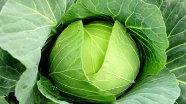 Winter Cabbage Offers Best Taste and Long-Term Storage