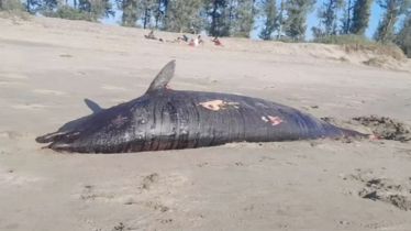 Injured Dolphin Found Dead on Ukhia Beach in Cox’s Bazar