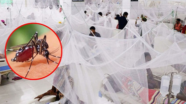 Two More Dengue Deaths, 194 Hospitalized in 24 Hours