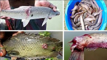 Rising Fungal Threat Alarms Aquaculture Sector