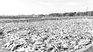 Winter Revives Pirojpur’s Traditional Dry Fish Industry
