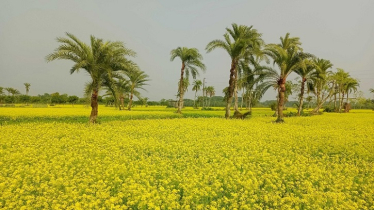 Mustard Cultivation Rises as Farmers Eye Higher Returns