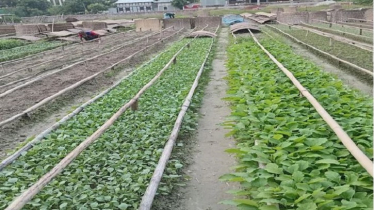 Winter Vegetable Farming Gains Momentum in Munshiganj