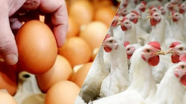 Prolonged Price Slump Pushes Bangladesh Poultry into Crisis