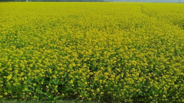 Khulna Expects Over 54,000 Tonnes of Mustard This Rabi
