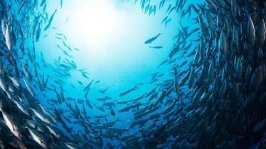 Bangladesh Finds 65 New Marine Species in Landmark Survey