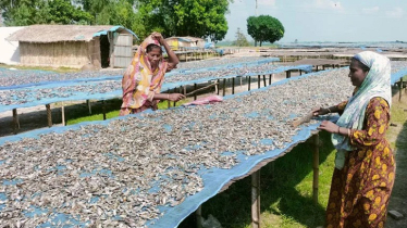 Chalan Beel’s Dried-Fish Craft Powers Local Economy