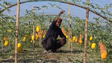 Yellow Watermelon Cultivation Succeeds in Tangail Chars