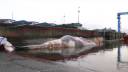 Giant 70-Foot Whale Washes Ashore in Spain