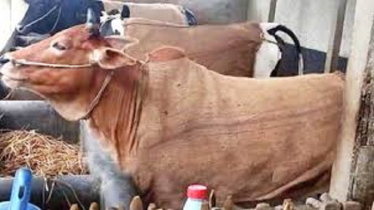 Farmers Urged to Take Extra Care of Livestock in Winter