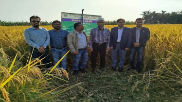 BRRI Dhan-103 Shows Promise in Natore’s Aman Season