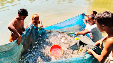 From Poverty to Prosperity: Rashed’s Fish Fry Success