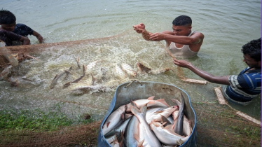 Bangladesh Expands Pangas Feed Innovation for Higher Yield