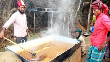 Date Molasses Season Brings Winter Buzz to Kushtia