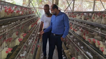 Egg Price Crash Pushes Ghatail Poultry Farmers to Crisis