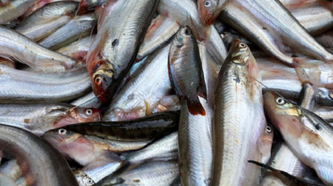 Modern Farming Revives Prospects for Pabda Fish Cultivation