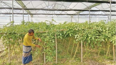 Poly Net Houses Open New Path for Climate-Resilient Farming