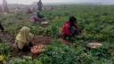 Plummeting Potato Prices Leave Nilphamari Farmers in Despair