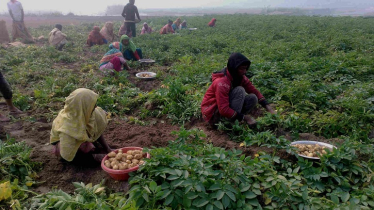 Plummeting Potato Prices Leave Nilphamari Farmers in Despair