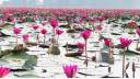 Red Water Lily Wetland Draws Tourists to Chunarughat