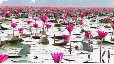 Red Water Lily Wetland Draws Tourists to Chunarughat