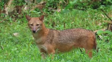 Fox Attack Kills Two-Year-Old Girl in Kishoreganj
