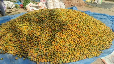 Lakshmipur Sees Record Areca Nut Yield Amid Price Slump