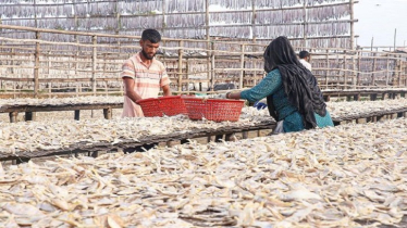 Traditional Dry Fish Season Peaks Along Karnaphuli River