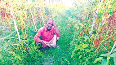 Early Blight Ravages Early Tomato Fields in Sitakunda