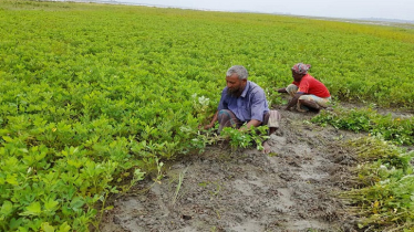 Teesta Char Farming Revives Livelihoods in Rangpur