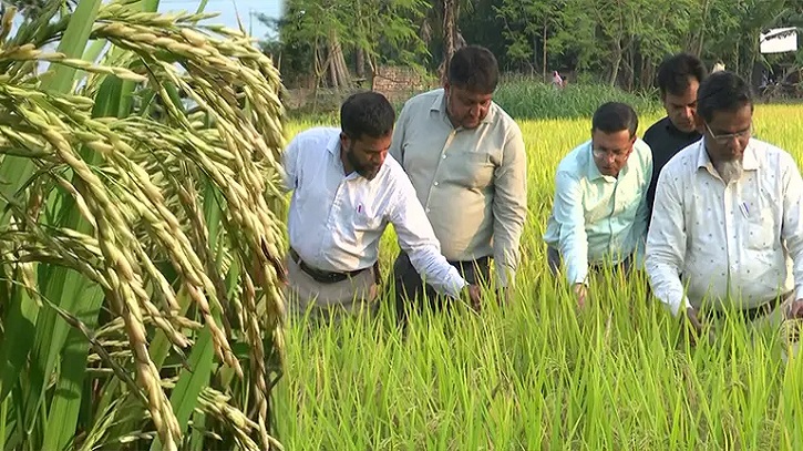 বিনা-১৭ জাতের ধান পরীক্ষামূলক চাষে সফলতা, আবাদে সার, পানি কম লাগছে বিনা-১৭ জাতের ধান পরীক্ষামূলক চাষে সফলতা, আবাদে সার, পানি কম লাগছে