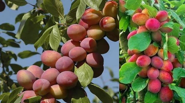 আলু বোখারা উৎপাদনে সফল ফেনী হর্টিকালচার সেন্টার আলু বোখারা উৎপাদনে সফল ফেনী হর্টিকালচার সেন্টার