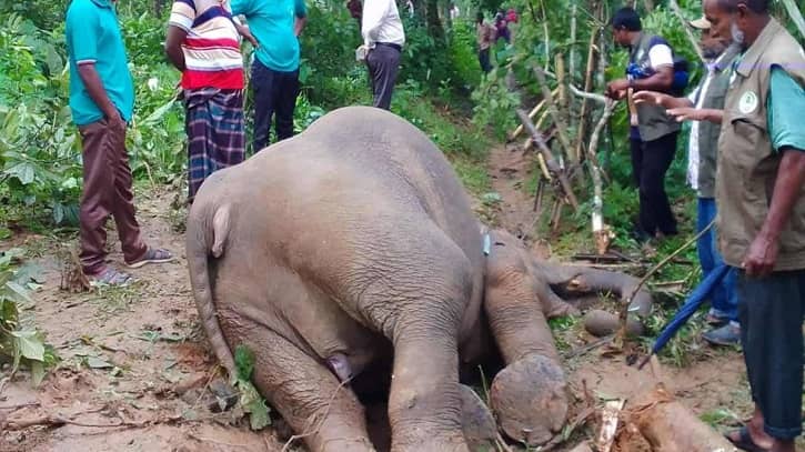 শেরপুরে বন্য হাতির মরদেহ উদ্ধার, বিদ্যুতে তারে জড়িয়ে মৃত্যু বলে ধারণা শেরপুরে বন্য হাতির মরদেহ উদ্ধার, বিদ্যুতে তারে জড়িয়ে মৃত্যু বলে ধারণা