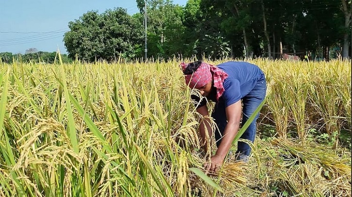 নড়াইলে ২৫,১৪৬ টন আউশ উৎপাদনের লক্ষ্যমাত্রা নির্ধারণ করেছে ডিএই নড়াইলে ২৫,১৪৬ টন আউশ উৎপাদনের লক্ষ্যমাত্রা নির্ধারণ করেছে ডিএই