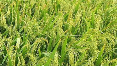 দেশের শস্য ভান্ডারে যুক্ত হলো নতুন ছয় জাতের ধান