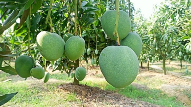 নওগাঁয় আমের উৎপাদন বেশি, রপ্তানি কম