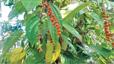 পাহাড়ের ভাঁজে ভাঁজে সম্ভাবনার ঢেউ