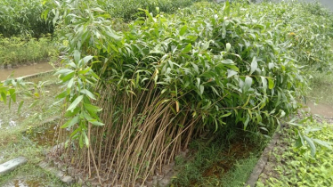 বন বিভাগের নার্সারিতে নিষিদ্ধ ইউক্যালিপটাস ও আকাশমণি গাছের চারা