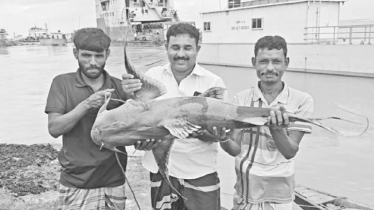 এক বাঘাইড় ৪৩ হাজারে বিক্রি