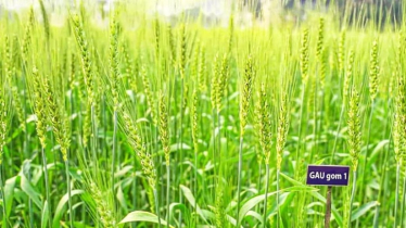 উচ্চ লবণসহিষ্ণু ‘জিএইউ গম-১’ নামে নতুন গমের জাত উদ্ভাবন