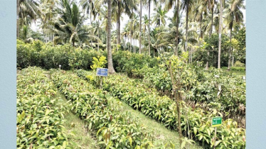 উন্নত চারা ও ঔষধি গাছের সংগ্রহশালা যশোর হর্টিকালচার সেন্টারে